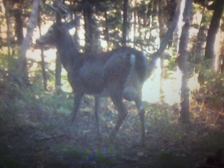 Grapefruits buck