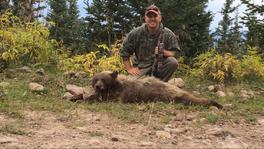 2014 Colorado black bear.  Taken in GMU 66 from 95 yards.  Beautiful brown and blonde color phase.