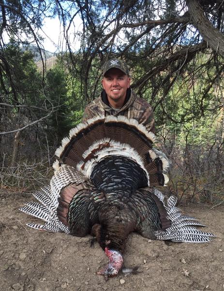 2015 Spring Turkey.  Taken near Ridgway Colorado April 12, 2015.