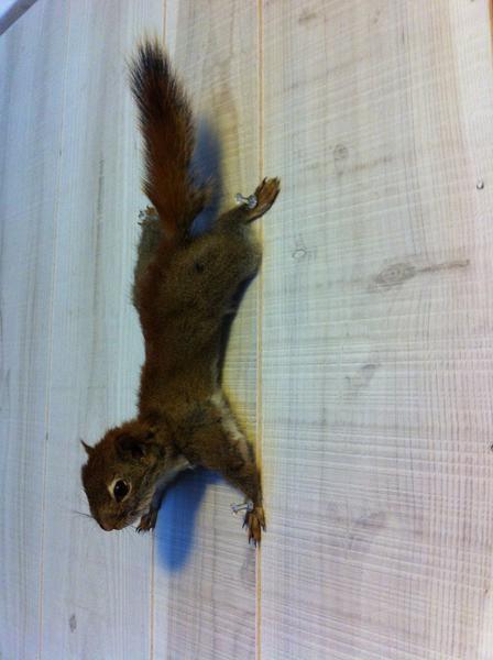 My first squirrel mount
Red squirrel