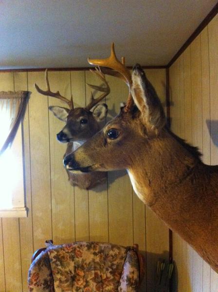 My first deer in the foreground, my girlfriends first deer in the back ground. Both taken on youth day our first day out, we got a knack for this lol
We did not know each other when we got them.